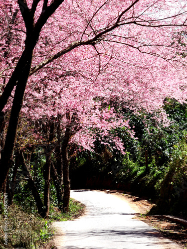 Thai​ sakura​ ​tree.​ ​Prunus cerasoides, Wild Himalayan Cherry