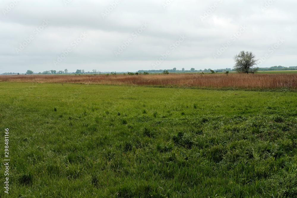 Fototapeta premium Waasen bei Andau im Nationalpark Neusiedler See, Burgenland, Österreich
