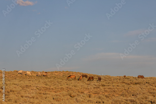 Herd of Wild Horses in Sand Wash Basin Colorado