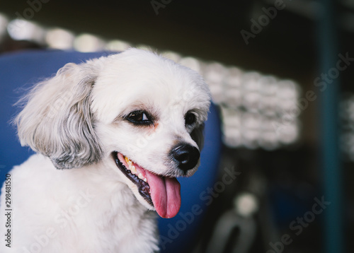 The white dog