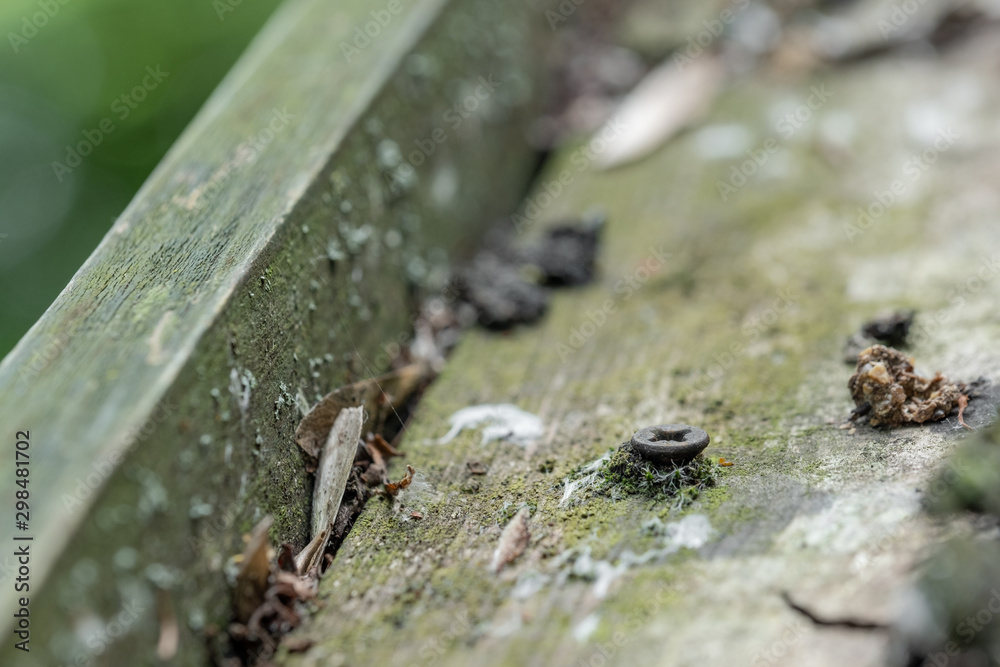 Shallow focus of an isolated wood screw seen drilled into a wooden shed roof. Part of the asphalt weather proofing has decayed showing the timber roof linin