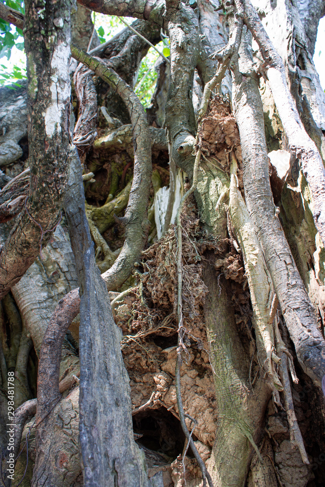 Old Thai trees Old Thai trees
