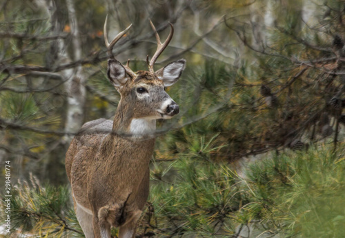 Buck in Woods on Dunes