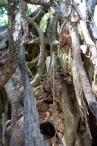  Old Thai trees