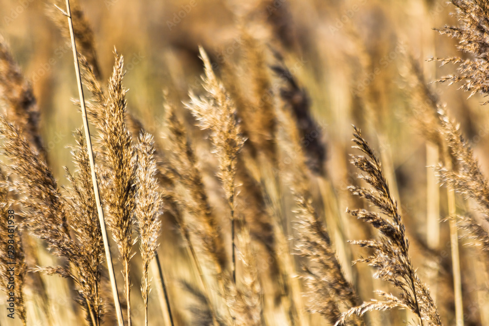 Fototapeta premium Golden Grasses