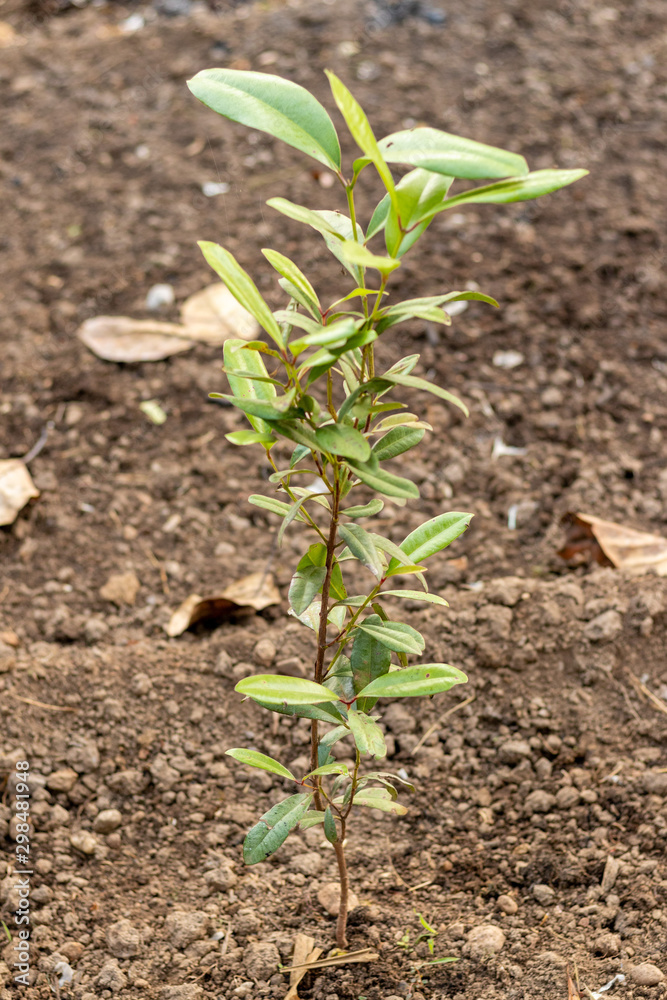 Plant growing in soil or land in field.