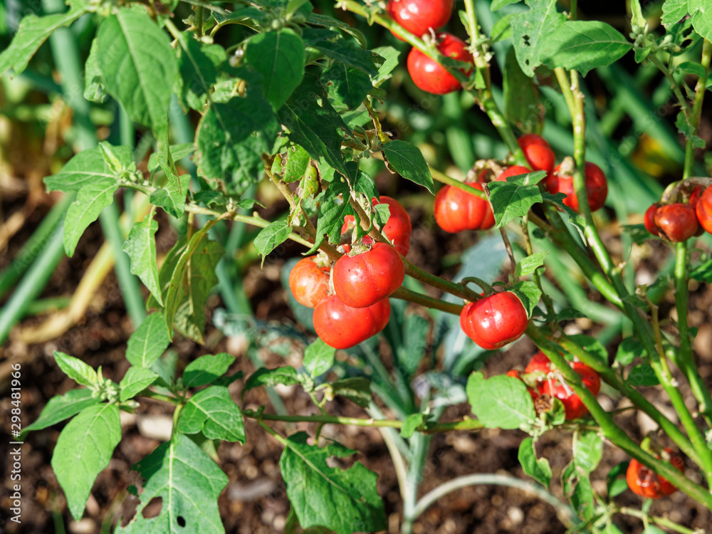 solanium aethiopicum - Fruits ronds, cotelés et rouges de tomates africaines ou gilo