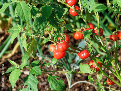 solanium aethiopicum - Fruits ronds, cotelés et rouges de tomates africaines ou gilo photo
