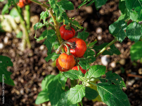 solanium aethiopicum - Fruits ronds, cotelés et rouges de tomates africaines ou gilo photo