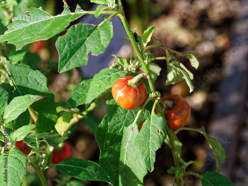 solanium aethiopicum - Gilo une variété d'Aubergine de Centre Afrique, fruits rouges à maturation, petites feuilles vertes  photo