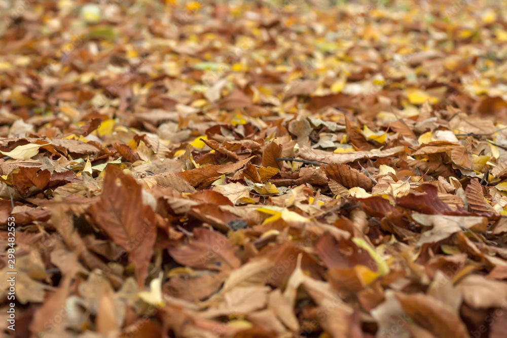 Natural autumn pattern background with dry and yellow foliage. Autumn leaves pattern. Selective focus Natural autumn pattern background with dry and yellow foliage. Autumn leaves pattern. Selective focus