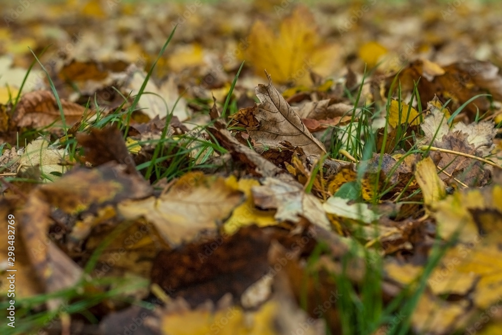 Natural autumn pattern background with dry and yellow foliage. Autumn leaves pattern. Selective focus Natural autumn pattern background with dry and yellow foliage. Autumn leaves pattern. Selective focus