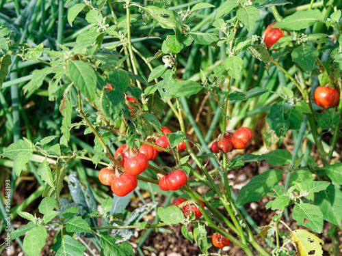 Gilo une variété d'Aubergine de Centre Afrique, fruits rouges à maturation, petites feuilles vertes (Solanium aethiopicum) photo
