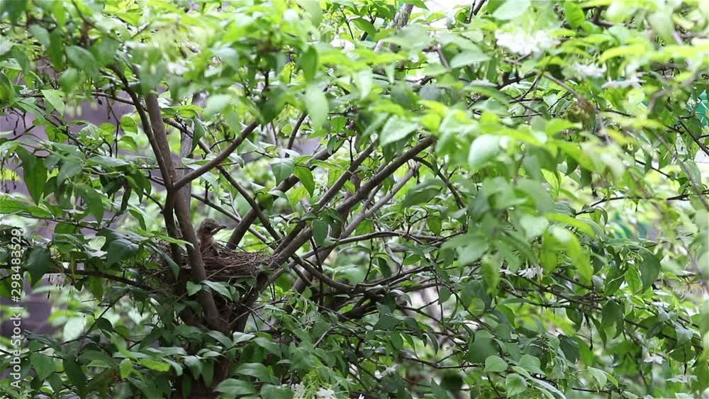 Mother Bird feeding her newborn Mother Bird feeding her newborn