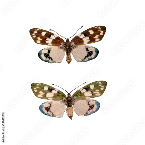 Male and female moths isolated on white background, Eterusia aedea okinawana is a species of moth in the family Zygaenidae photo