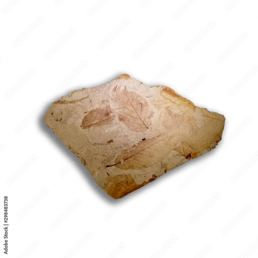 Fagus antipofii, Fossil leaves in stone isolated on white background Fagus antipofii, Fossil leaves in stone isolated on white background