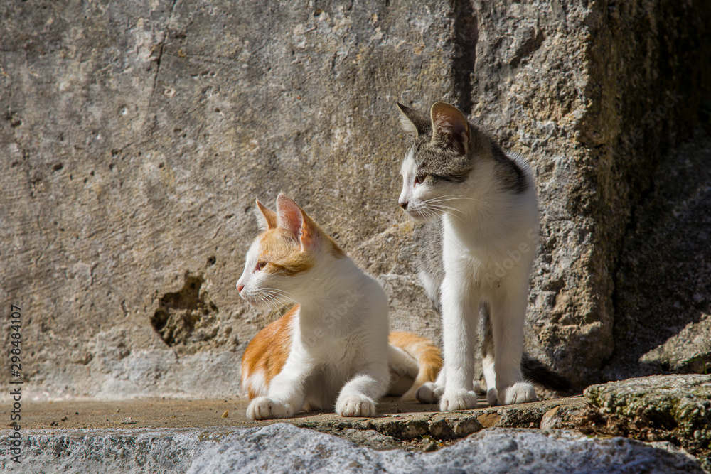 Cats in the streets of Pelekas village on Corfu island Cats in the streets of Pelekas village on Corfu island