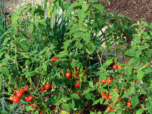 (Solanium aethiopicum) Légume africain aux fruits verts jaunes, puis rouges, noirâtres à maturation, variété d'aubergine éthiopienne photo
