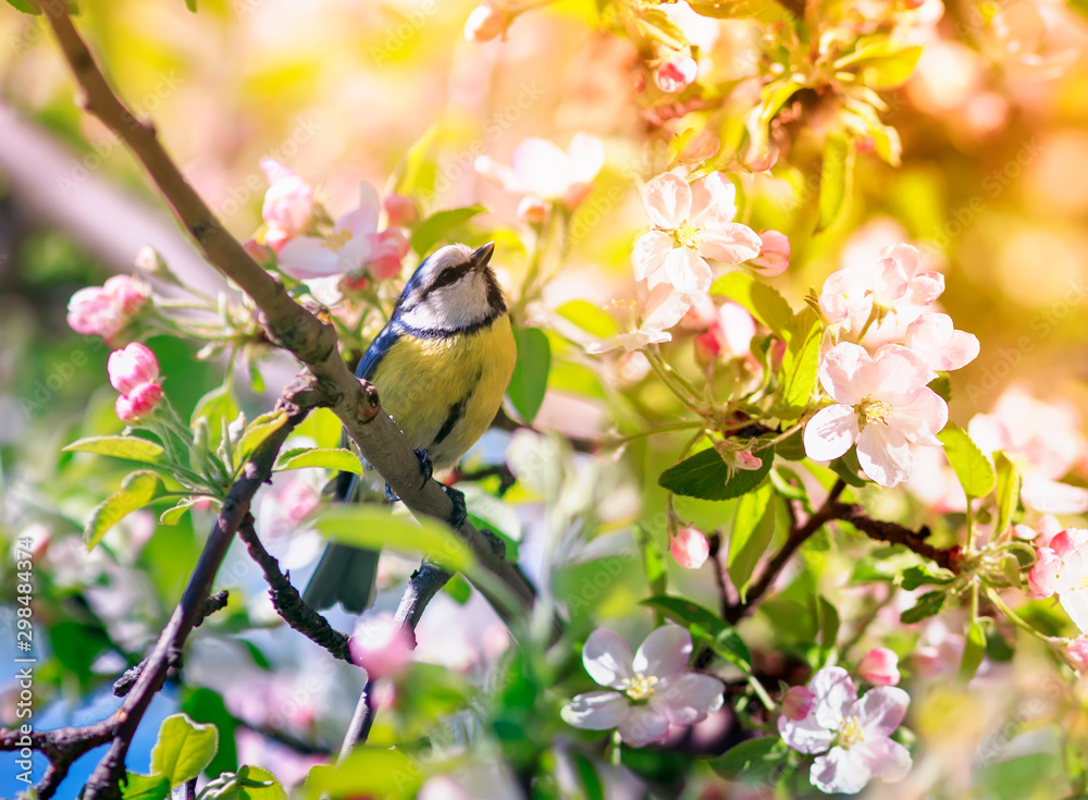 Fototapeta premium cute beautiful bird tit azure sits in a blooming pink Apple tree branch in the may garden on a Sunny day