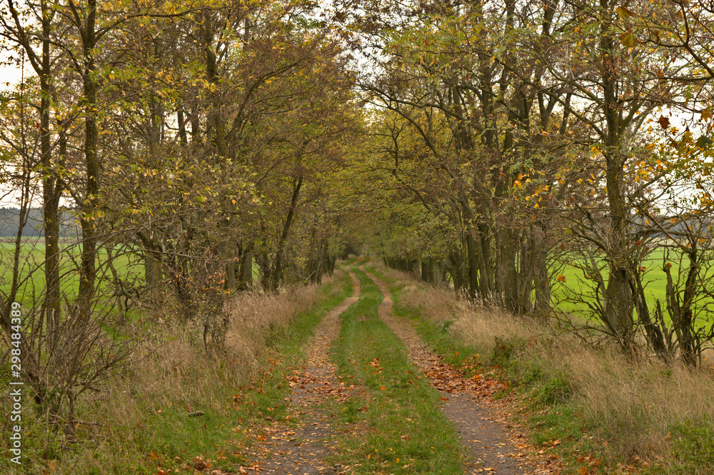 Path in a forest in the autumn with fallen golden leaves in sunny day