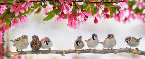 cute little birds sparrows sit on a flowering pink branch of an Apple tree in...