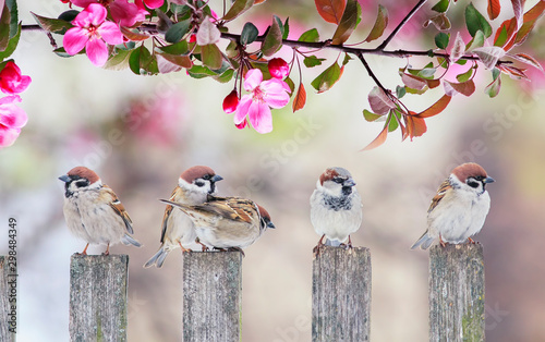 Canvas Print cute little birds sparrows sitting on wooden fence under blooming pink Apple tre