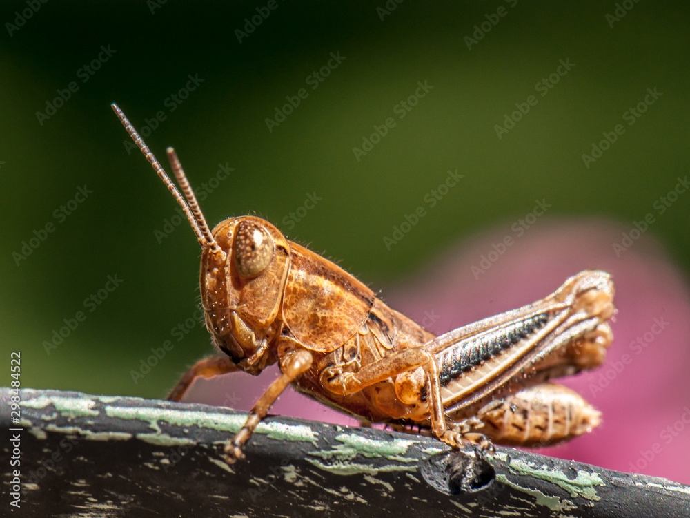 Fototapeta premium Grasshopper