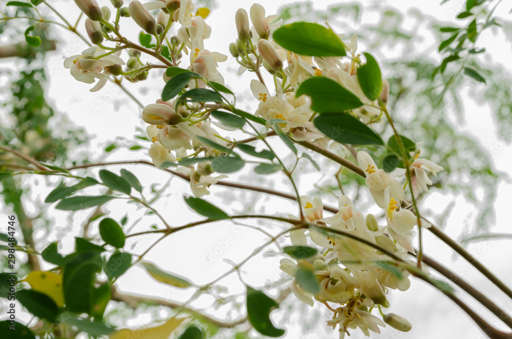 Branches Of Moringa Oleifera Blossoms
