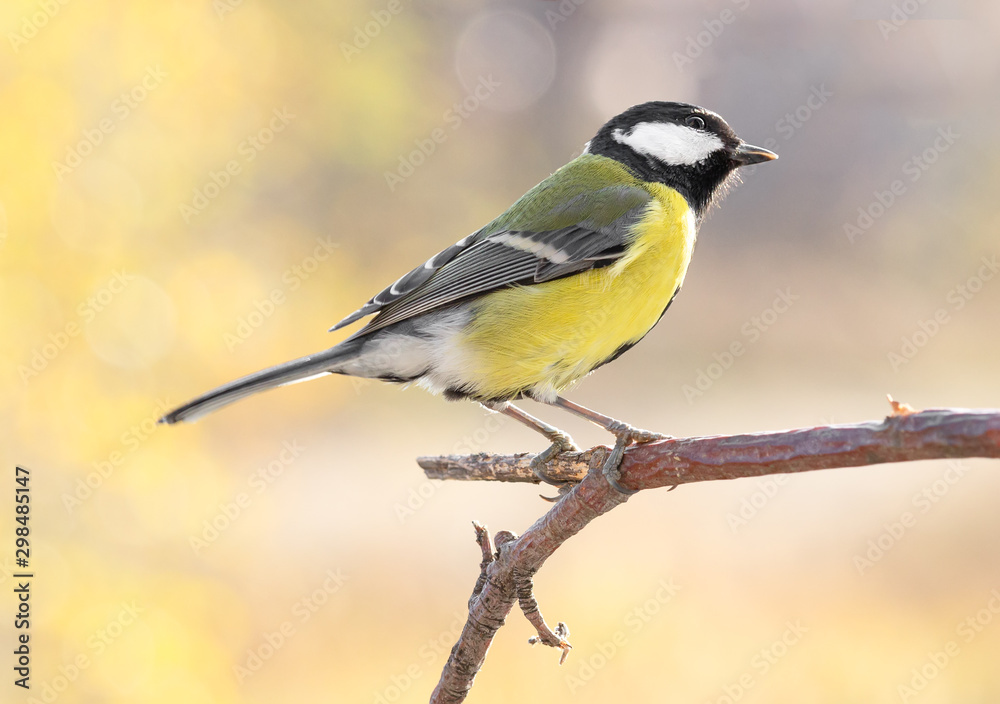 Great tit on branch on blurred background