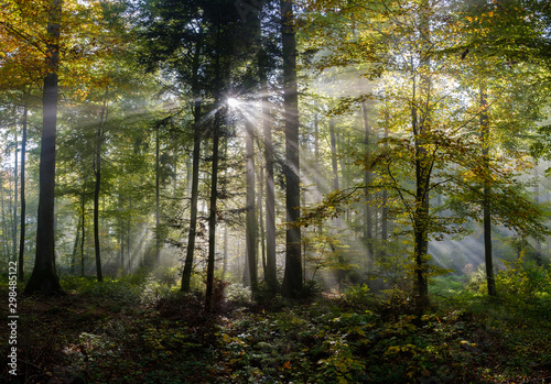Rays of light In the colorful Forrest in autumn