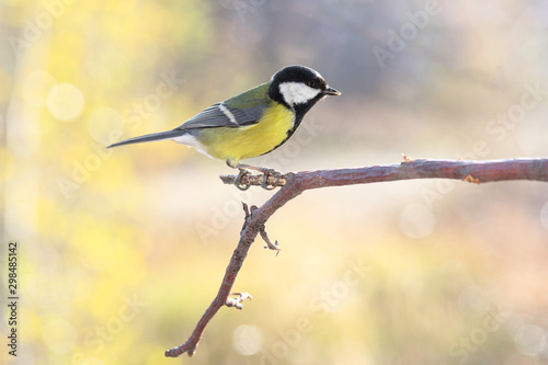 Great tit on branch on blurred background