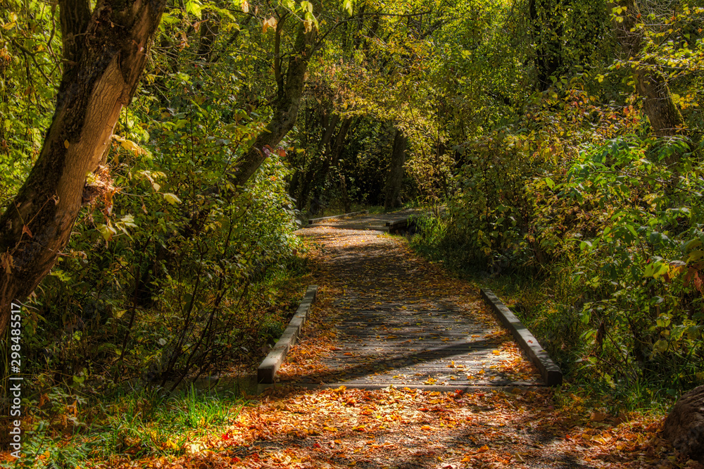 Obraz premium Leafy bridge