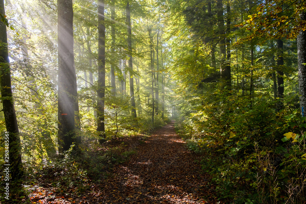 Obraz premium Rays of light In the a colorful Forrest in autumn