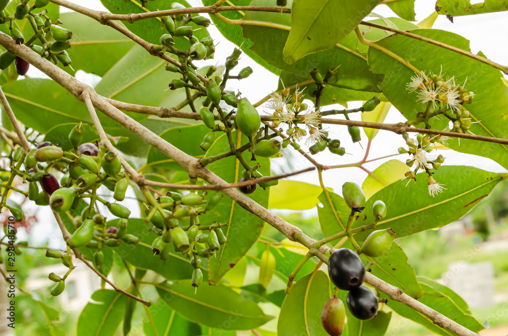 Branches With Young Black Plum Branches With Young Black Plum