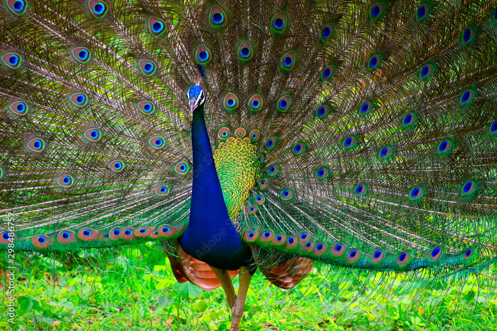 Obraz premium peacock