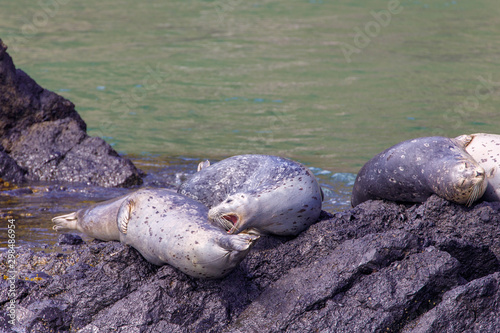 A Harbor Seal Attempts to Bite Another Seal