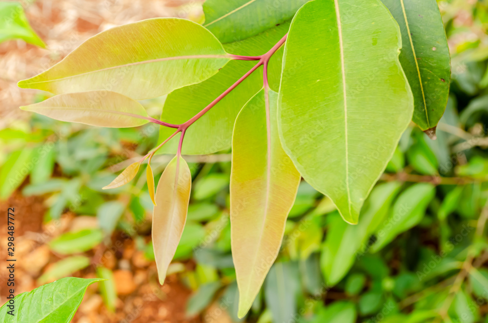 Fototapeta premium Ribena Tree Leaves