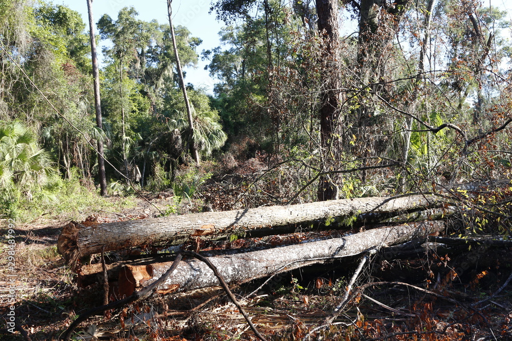 Logging, clearing an established forest for a housing develpment.