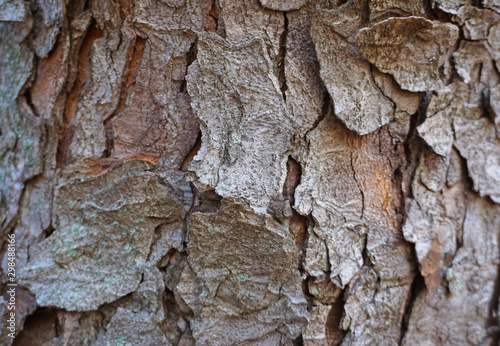 Bark on a oak tree