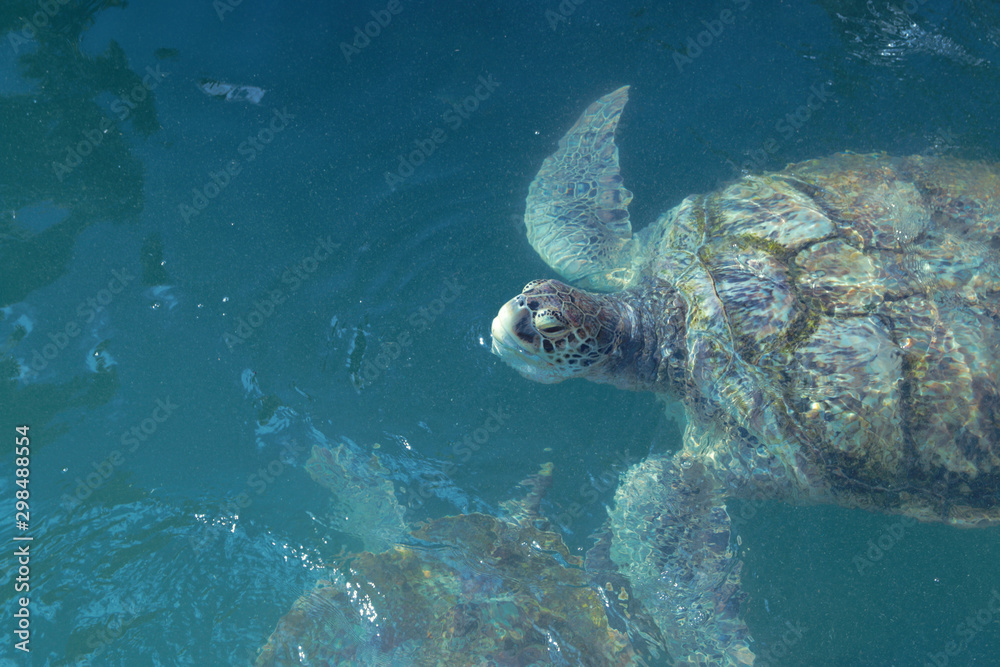 Fototapeta premium sea turtle swimming in blue water