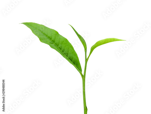 green tea leaf isolated on white © ketpachara