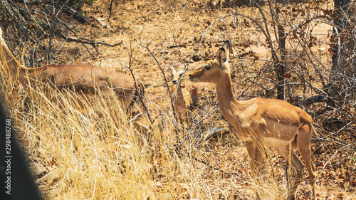 Springbocks in south Africa  photo