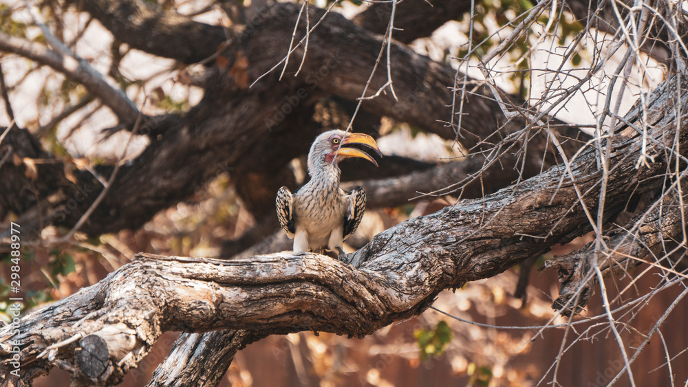 Yellow beak hornbill on a branch Yellow beak hornbill on a branch
