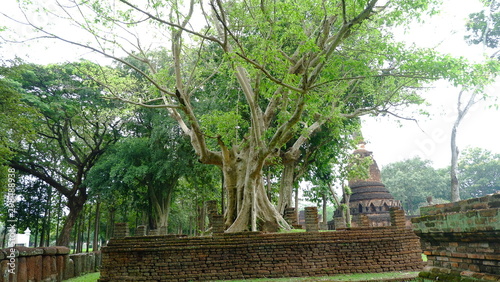 big tree on old  pagoda  in kamphaeng phet Historical Park
