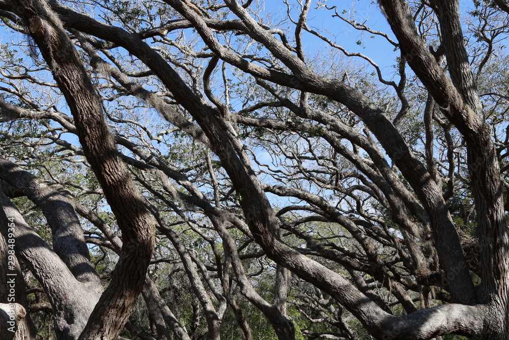 A dense, complex patters of branches in a forest A dense, complex patters of branches in a forest