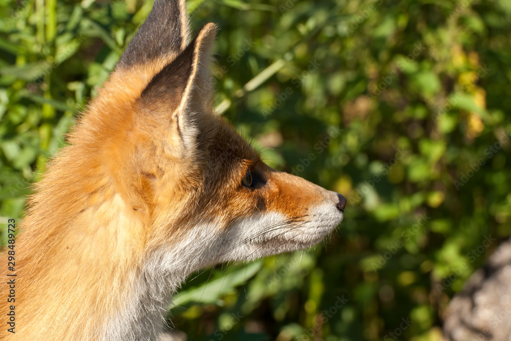 Fototapeta premium my friend the Fox