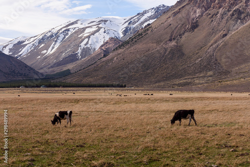 Scene view of cattle herd on a green meadow against Andes mountains in Esquel, Patagonia, Argentina © Pedro Suarez