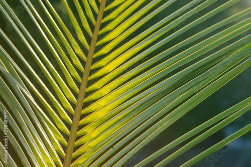 Coconut palm branch pattern