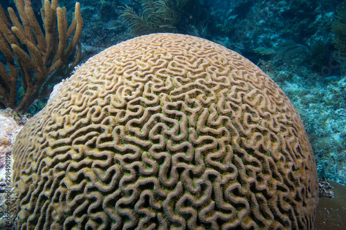 Brain Coral underwater in the Florida Keys National Marine Sanctuary, Key Largo