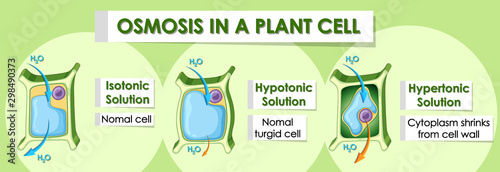 Diagram showing details of plant cell